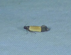 Anacampsis coverdalella