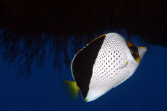 Chaetodon tinkeri