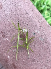 Dulichium arundinaceum