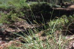 Carex phaeocephala