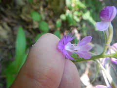 Platanthera shriveri