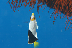 Chaetodon tinkeri
