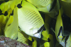 Chaetodon miliaris