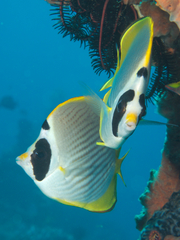 Chaetodon adiergastos