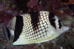 Chaetodon argentatus