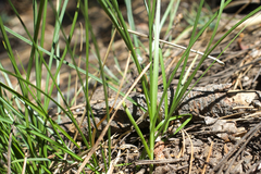Carex phaeocephala