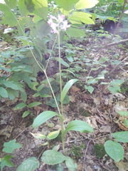 Platanthera shriveri