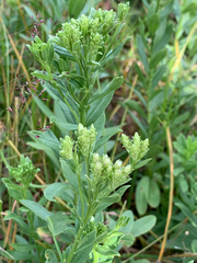 Sericocarpus rigidus