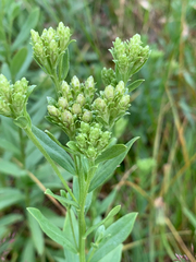 Sericocarpus rigidus