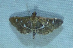 Diathrausta harlequinalis