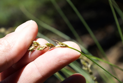 Carex phaeocephala