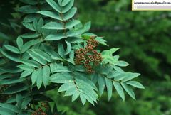 Sorbus commixta