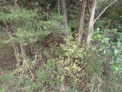 Leucopogon fasciculatus