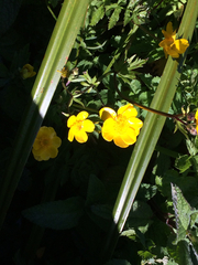 Ranunculus orthorhynchus