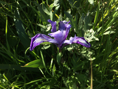 Iris douglasiana