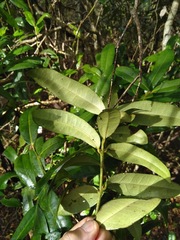 Wilkiea macrophylla