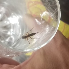 Itoplectis conquisitor