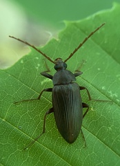 Capnochroa fuliginosa