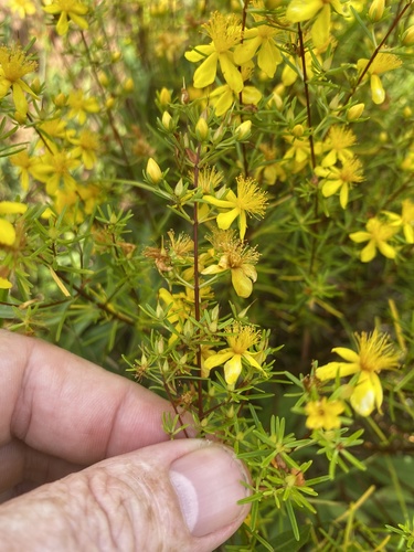 Sandhill St. Johnswort (Hypericum lloydii)