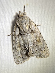 Acronicta ovata