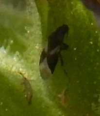 Orius tristicolor