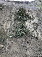 Pachystegia insignis