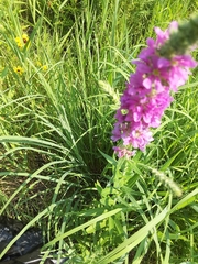 Lythrum salicaria