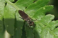 Eudioctria sackeni