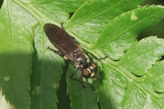 Eudioctria sackeni