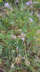 Astragalus agrestis