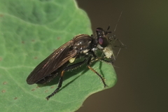 Eudioctria sackeni