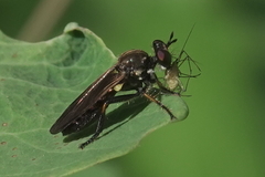 Eudioctria sackeni