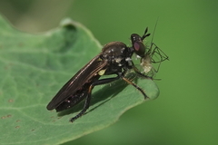 Eudioctria sackeni