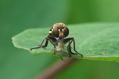 Eudioctria sackeni