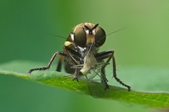Eudioctria sackeni