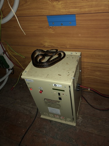 Brown Tree Snake sighting