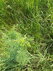 Desmanthus illinoensis