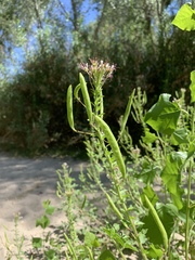 Polanisia dodecandra trachysperma