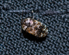 Trogoderma sternale aspericolle