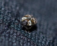 Trogoderma sternale aspericolle