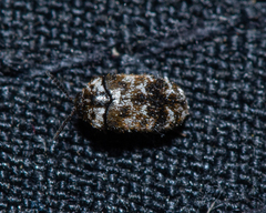 Trogoderma sternale aspericolle