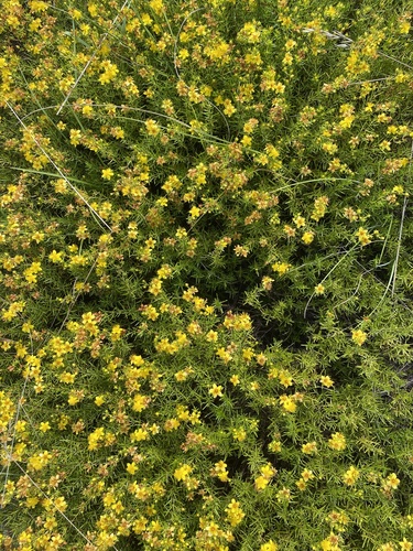 Sandhill St. Johnswort (Hypericum lloydii)