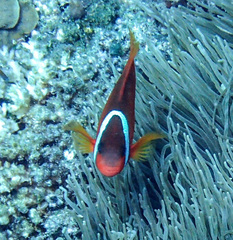 Amphiprion barberi
