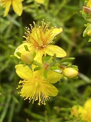 Hypericum lloydii