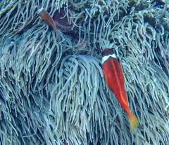 Amphiprion barberi