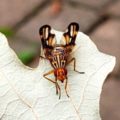 Idana marginata