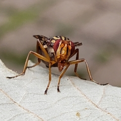 Idana marginata
