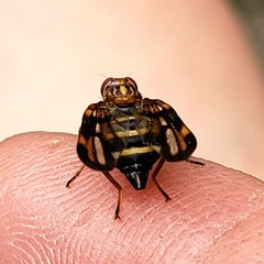 Idana marginata