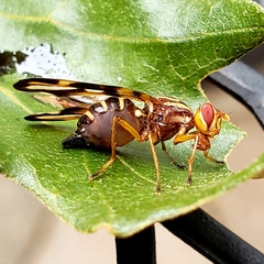 Idana marginata