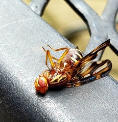 Idana marginata